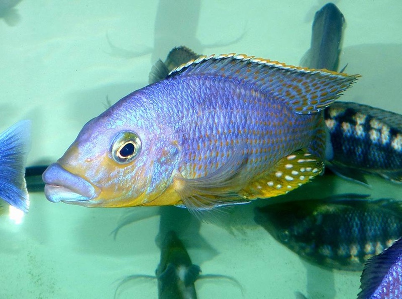 Protomelas sp. 'mbenji thick-lip' Mbenji Island